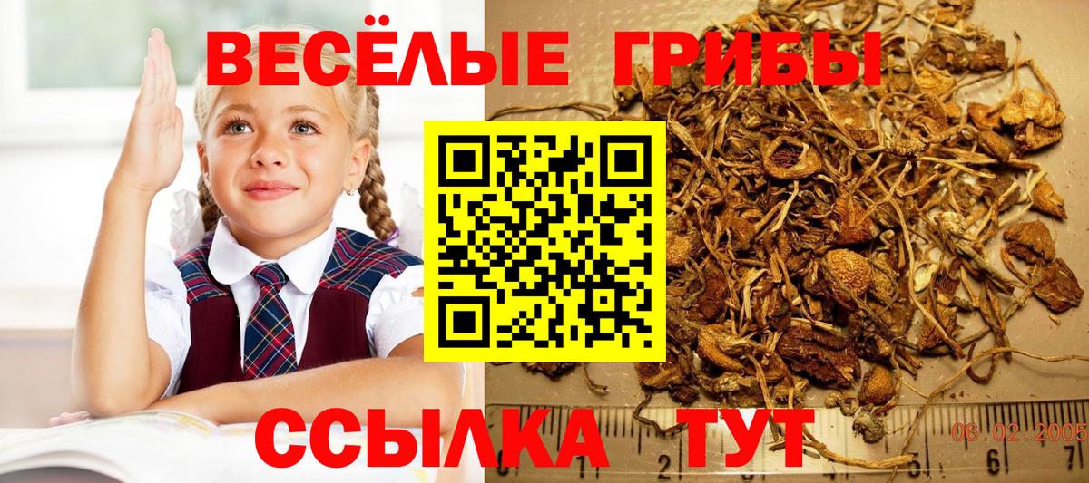 Псилоцибиновые грибы Cubensis Надым